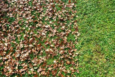 Lawn Clippings in Autumn