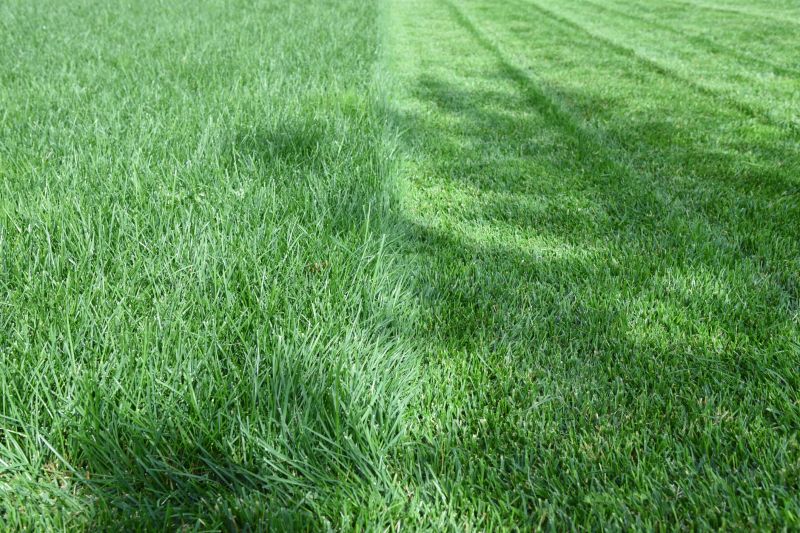 Lawn After Professional Mowing